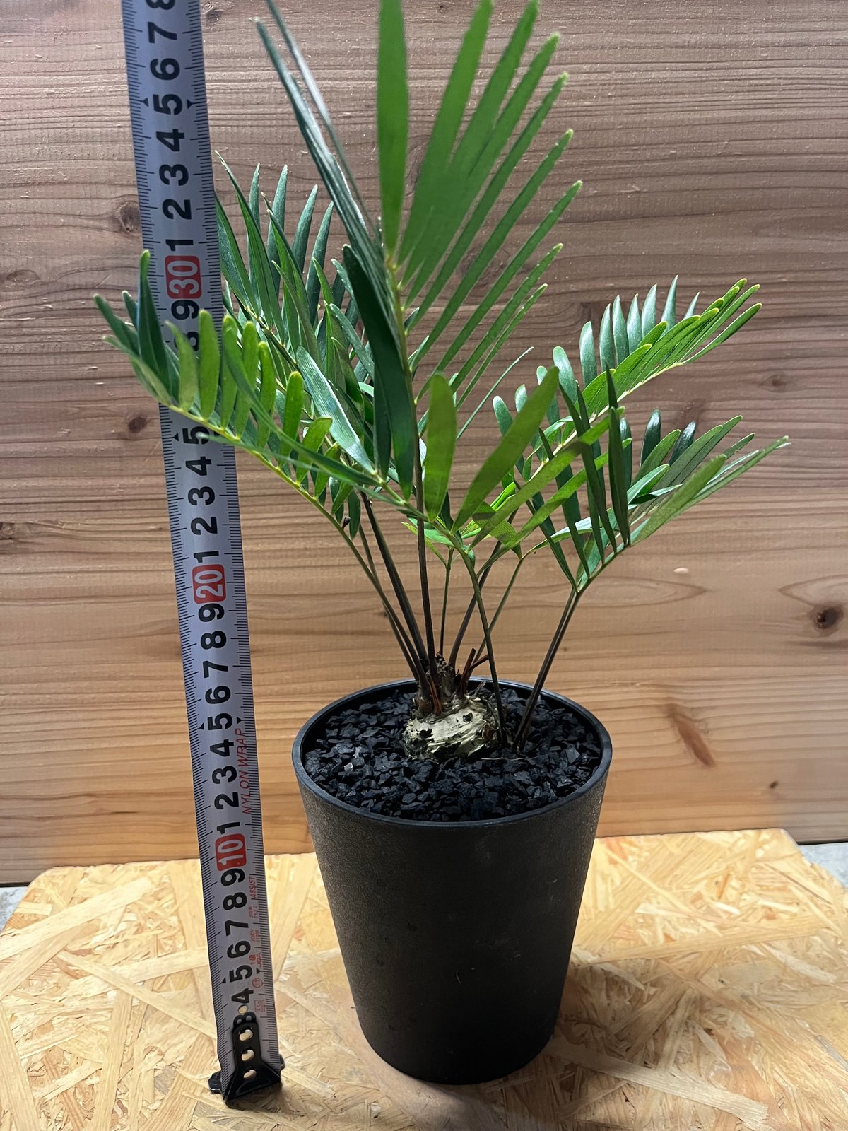 ザミア フロリダーナ | GREEN LUCK