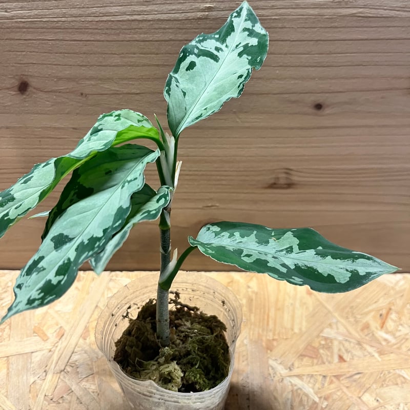 アグラオネマ ピクタム トリカラー 'ブラック' | GREEN LUCK