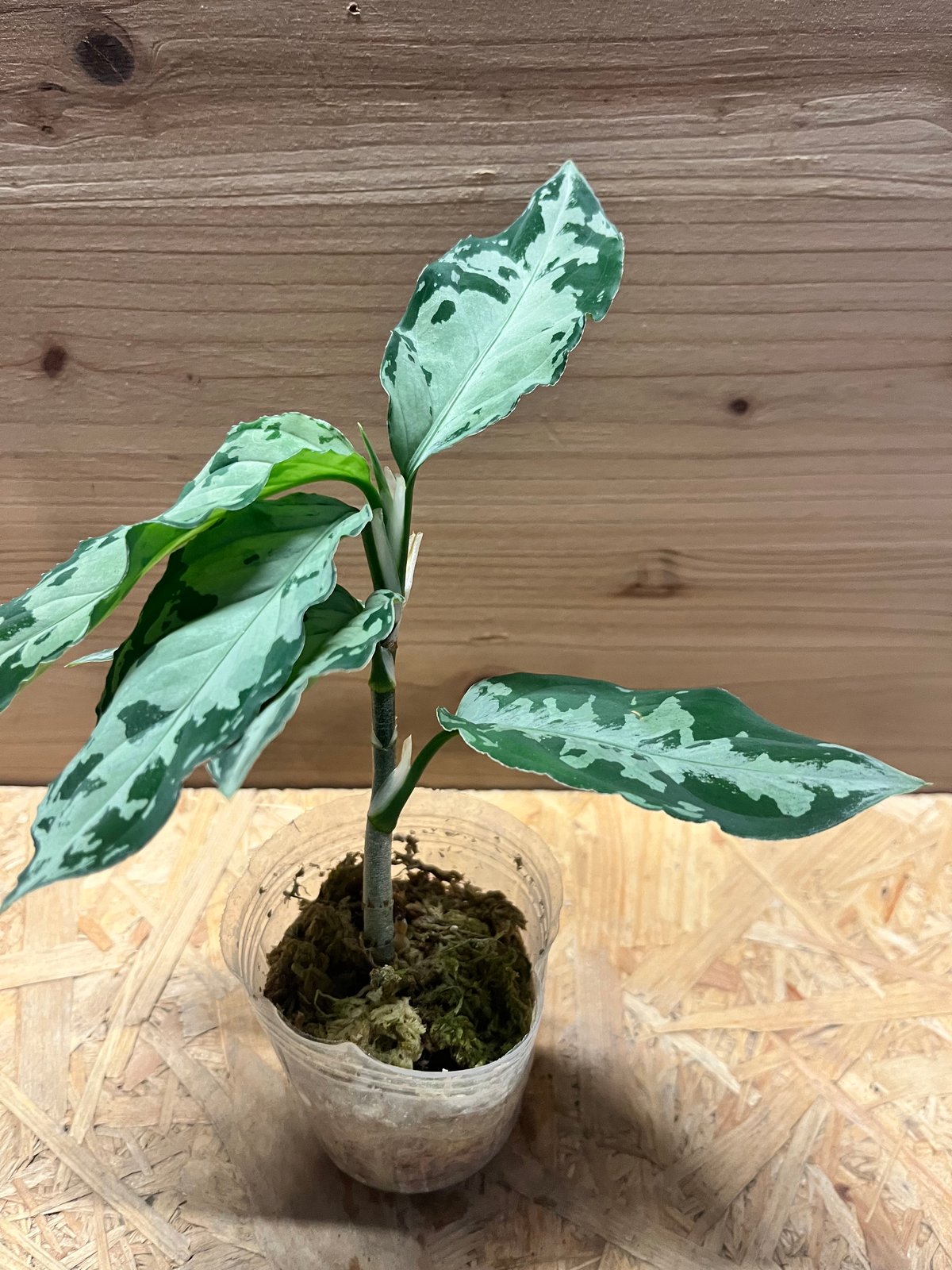 アグラオネマ　ピクタム　トリカラー　　No.005　鉢、送料込 アグラオネマ ピクタム トリカラー 'ブラック' | GREEN LUCK