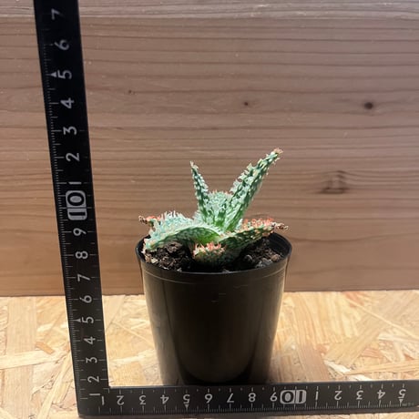 アロエ　テンプラ