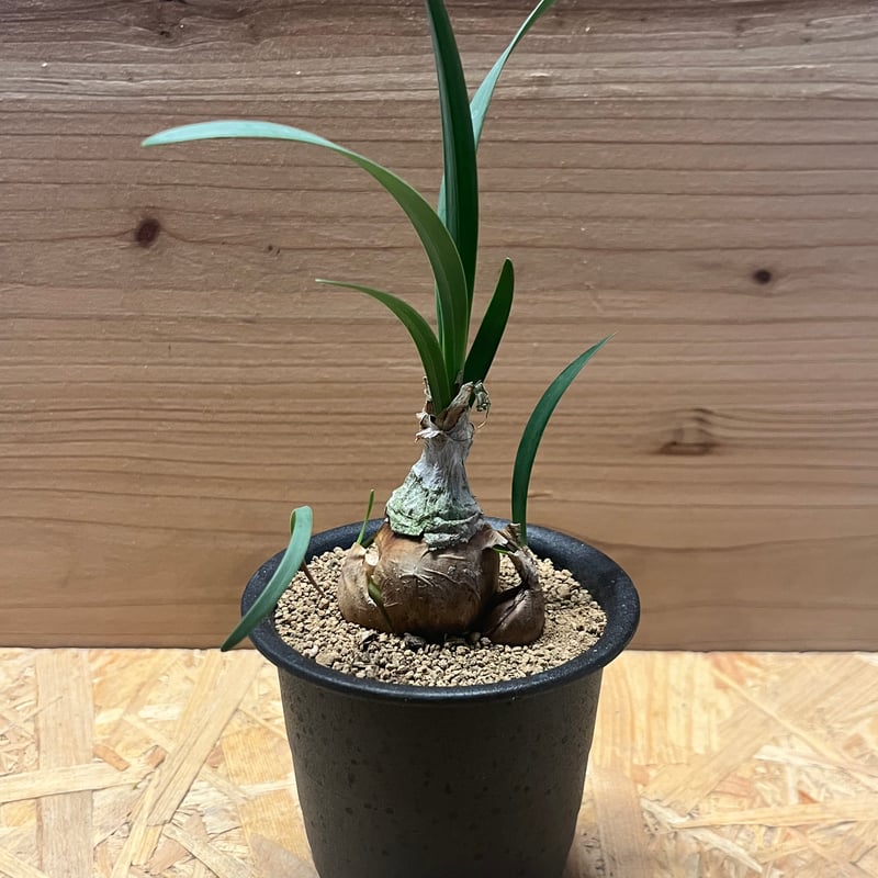 キルタンサス スピラリス キルタンサス スピラリス | GREEN LUCK