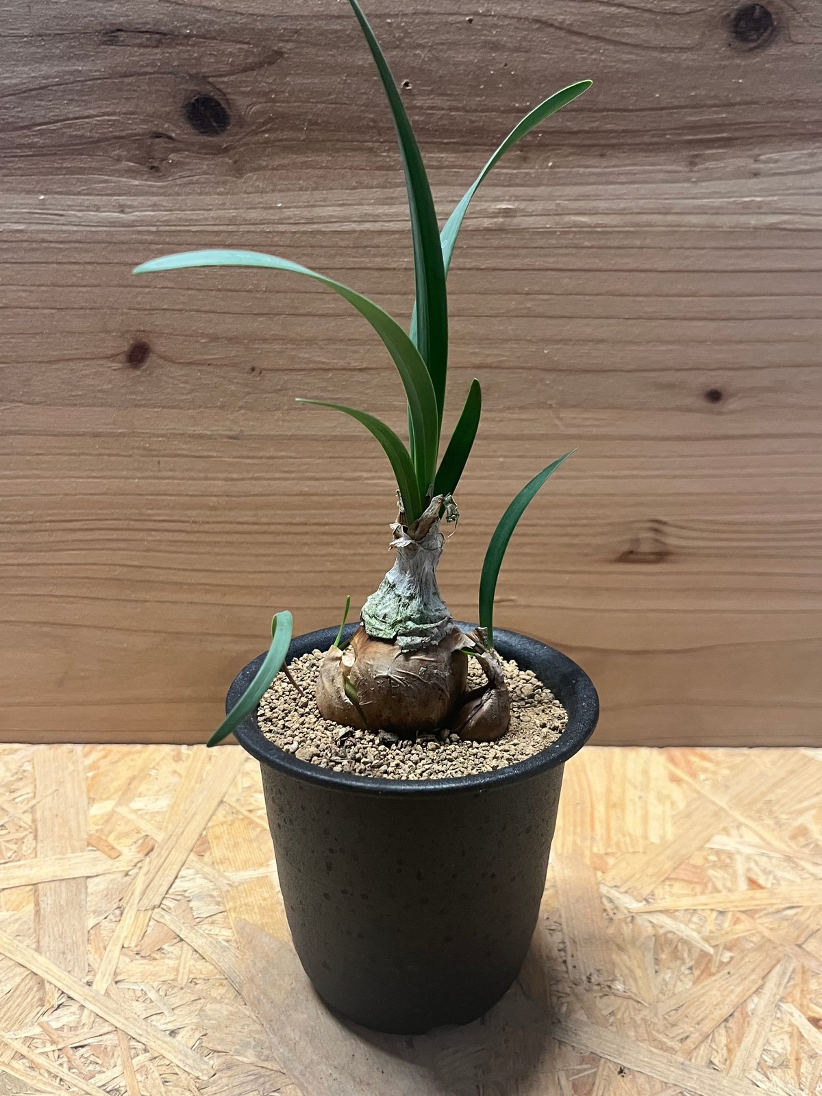 キルタンサス スピラリス fit=scale-down,w=1200