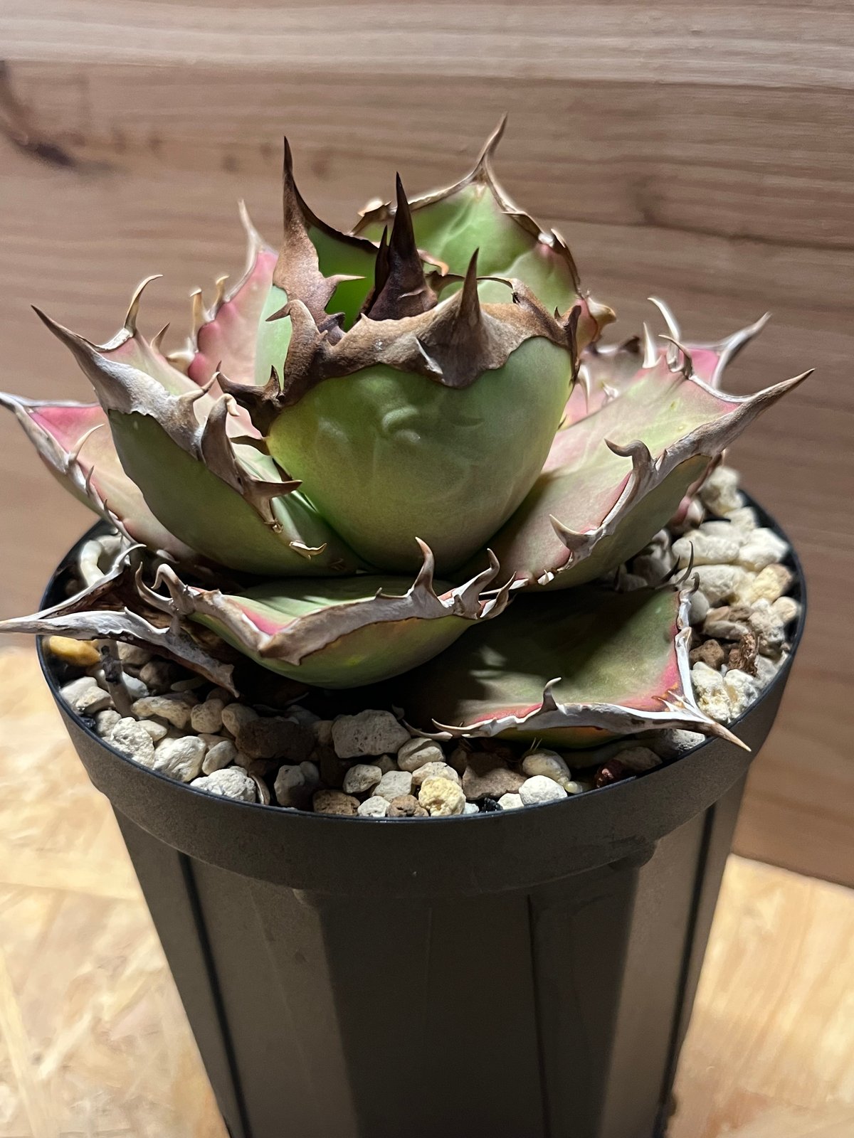 アガベ チタノタ イランシャーク | GREEN LUCK