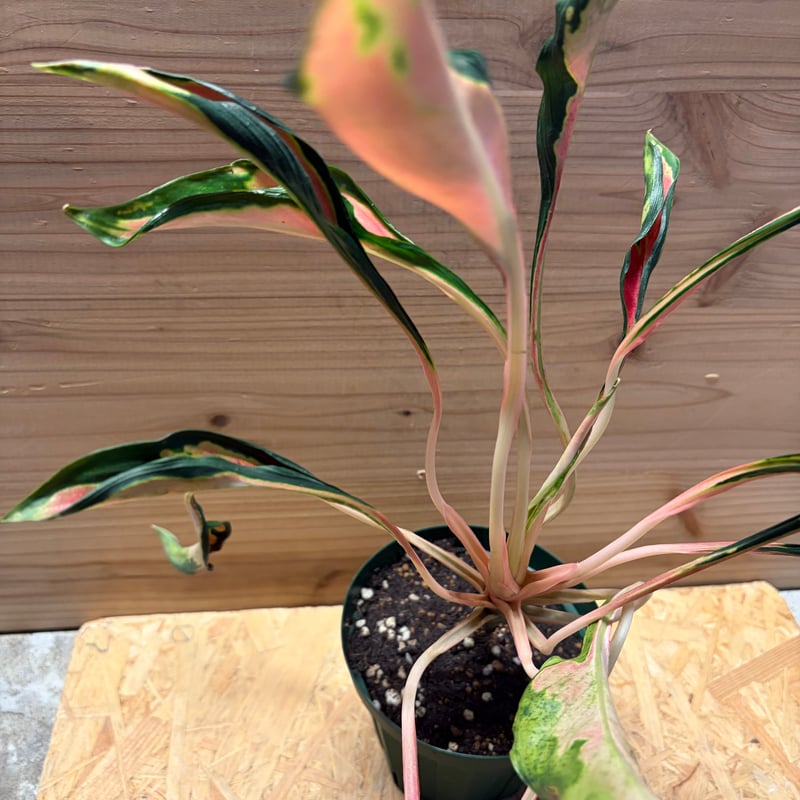 希少 aglaonema 'medusa' アグラオネマ メデューサ アグラオネマ