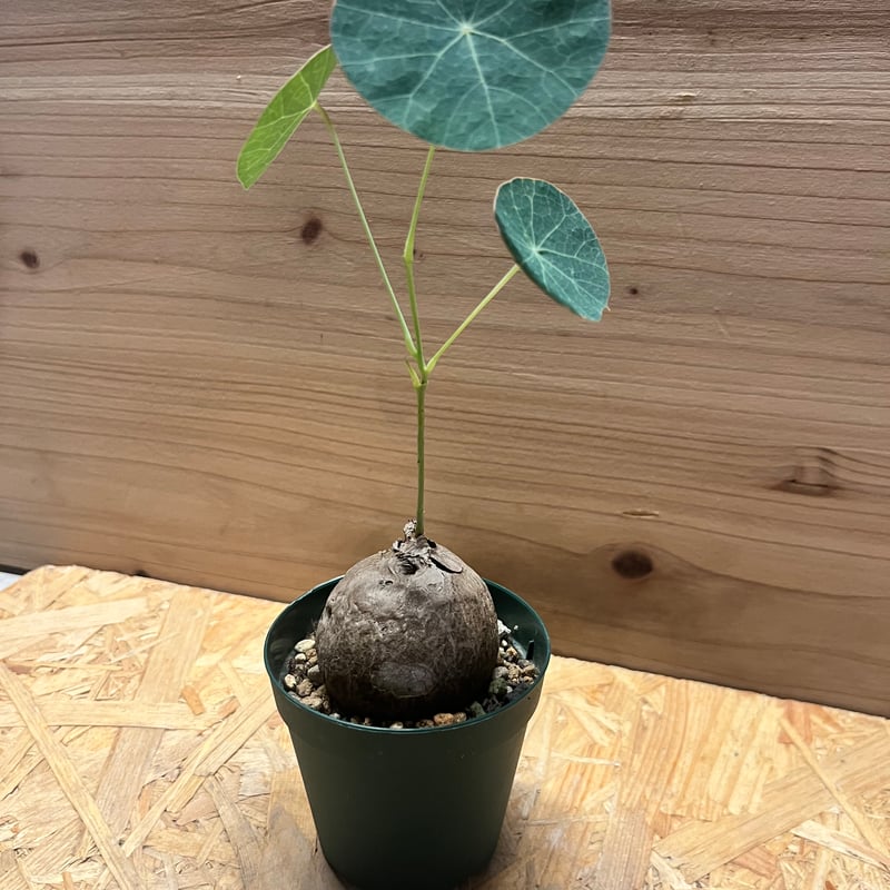 ステファニア エレクタ | GREEN LUCK