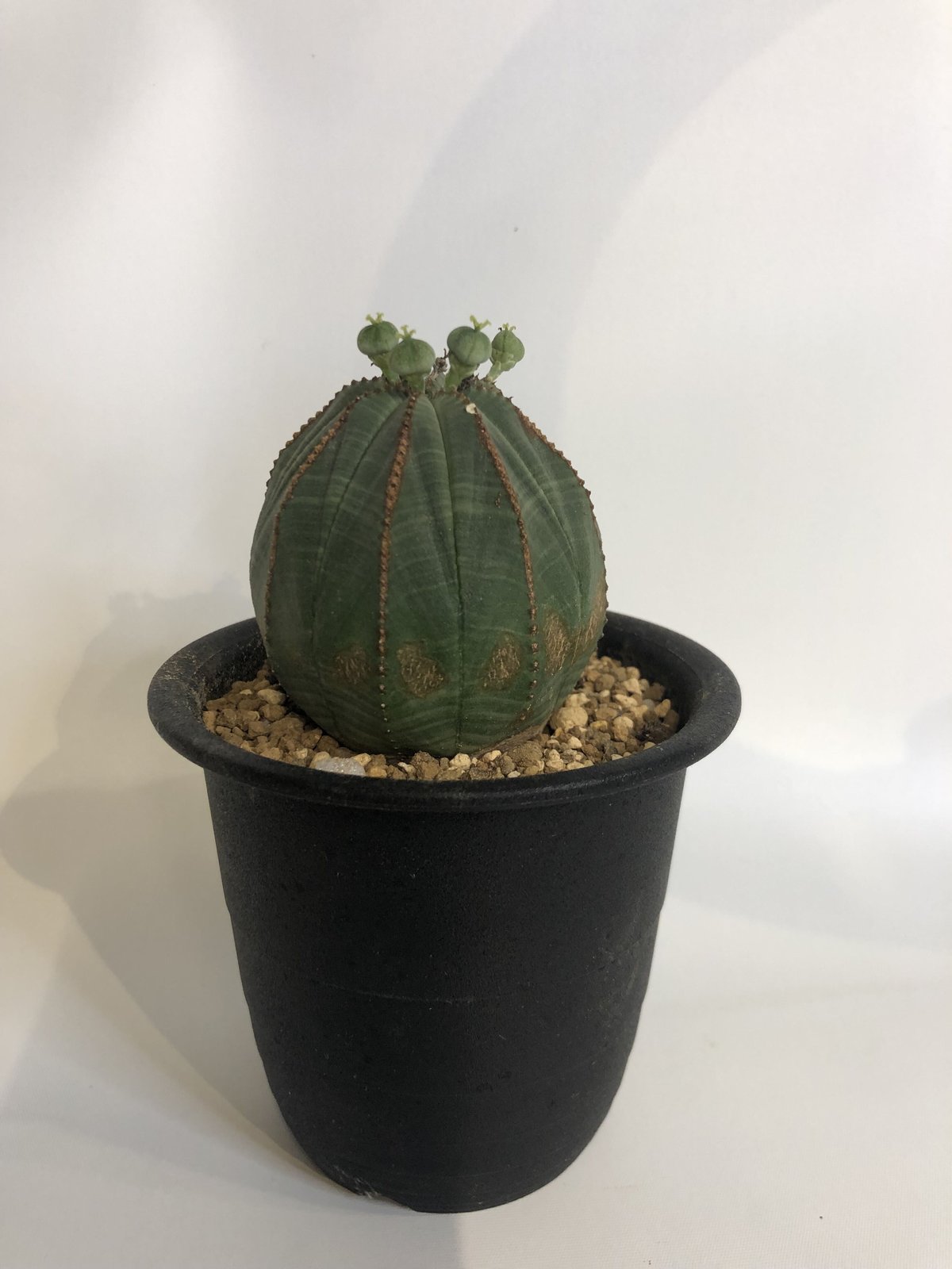 ユーフォルビア オベサ×SRL 雌株 Euphorbia obesa-