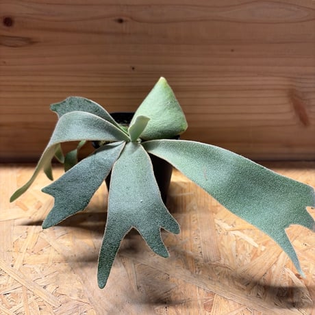 ビカクシダ | STORES