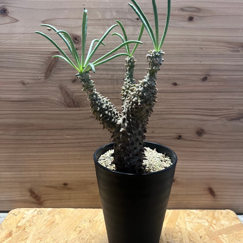 チレコドン ワリチー | GREEN LUCK