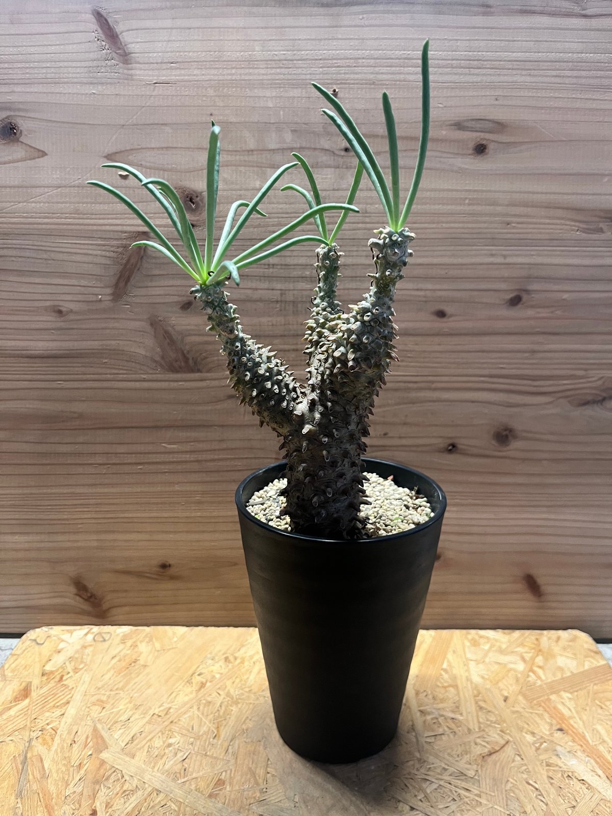 チレコドン ワリチー | GREEN LUCK