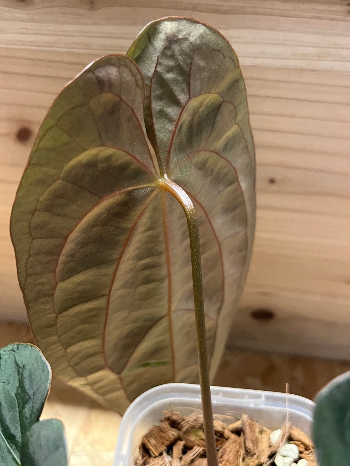 アンスリウム パピリラミナム【Guna yala】×レッドダークフェニックス