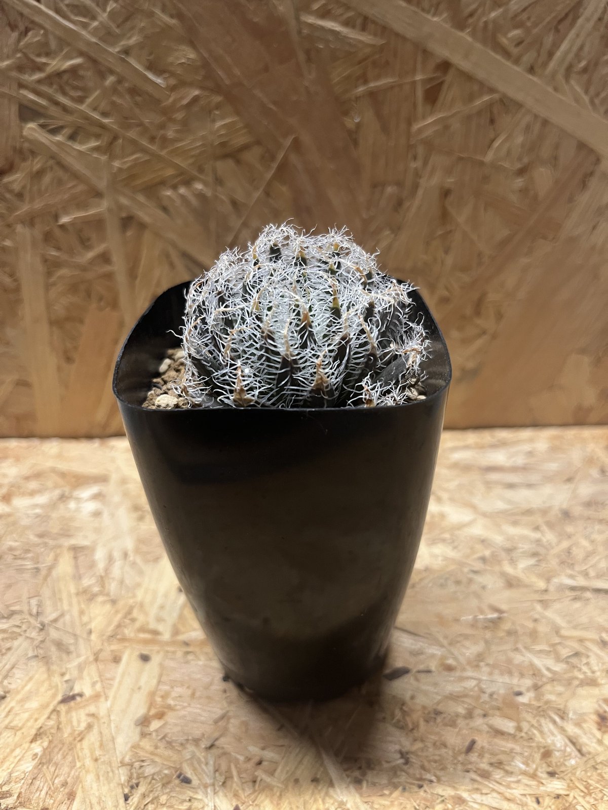 ハオルチア ギガス | GREEN LUCK