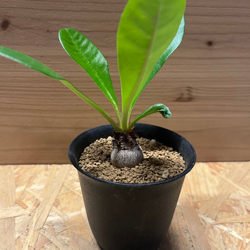 【希少】ユーフォルビア　ラメナ ユーフォルビア ラメナ | GREEN LUCK