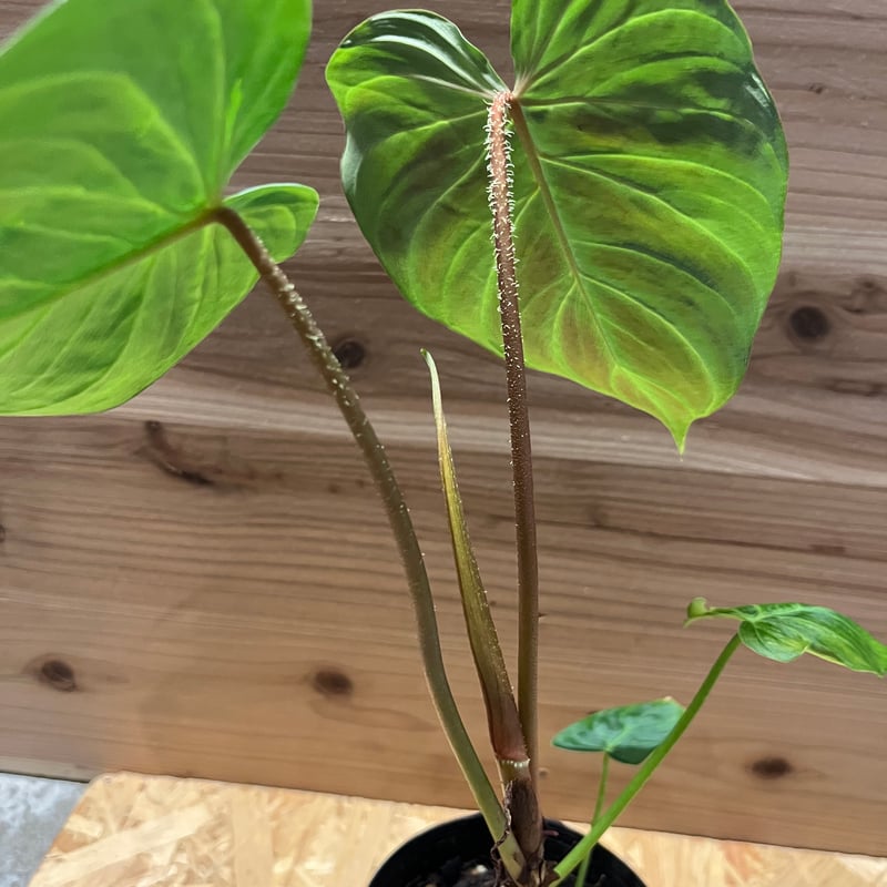 フィロデンドロン ベルコーサム J.C.L | GREEN LUCK