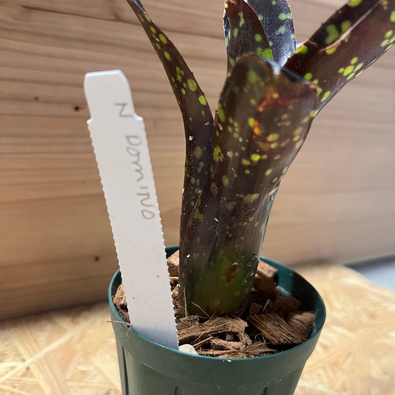 ネオレゲリア ドミノ | GREEN LUCK