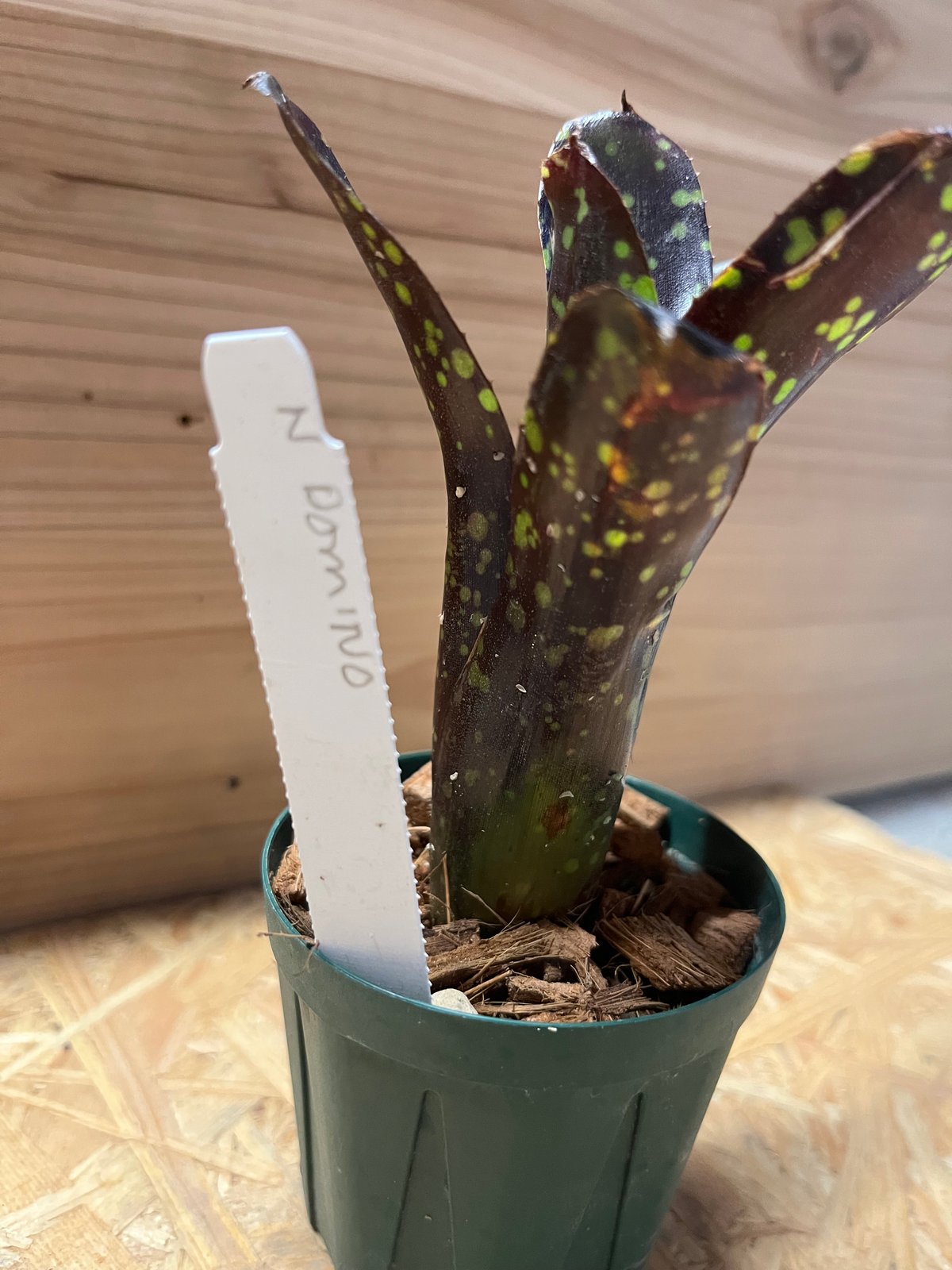 ネオレゲリア　ドミノ リサのタグ付き ネオレゲリア ドミノ リサのタグ付き ネオレゲリア ドミノ | GREEN LUCK