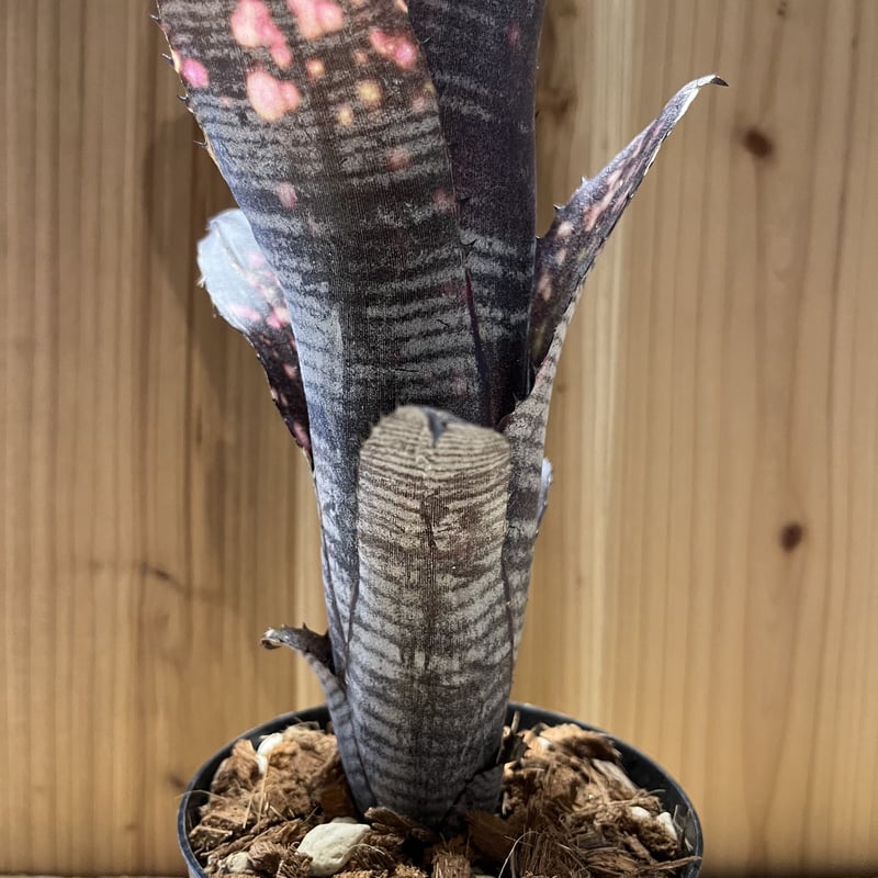 ビルベルギア スモークスタック | GREEN LUCK