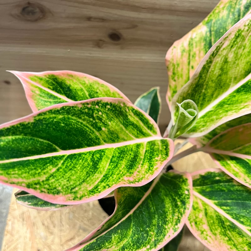 激レア　アグラオネマ　Aglaonema サイアムオーロラ アグラオネマ サイアムオーロラピンク | GREEN LUCK
