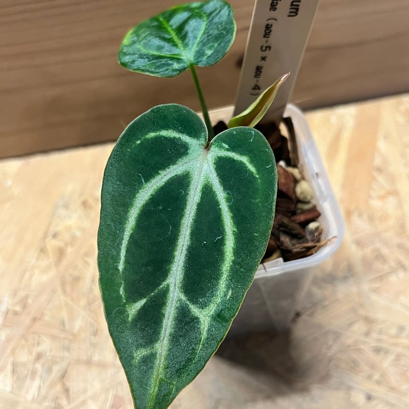 アンスリウム カーラブラッキー ナロー | GREEN LUCK