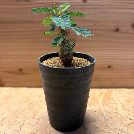 センナメリディオナリス | STORES