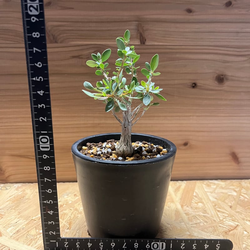 フォークイエリア コルムナリス 観峰玉 | GREEN LUCK