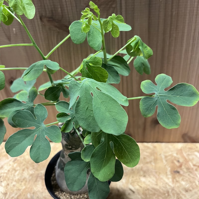 アデニア グラウカ | GREEN LUCK