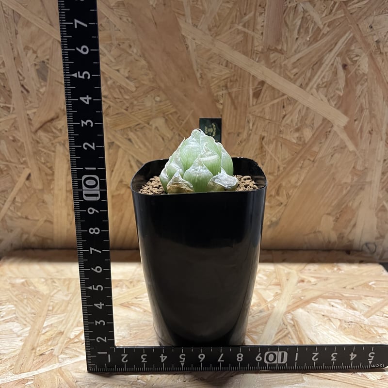 ハオルチア ロックウッディー | GREEN LUCK