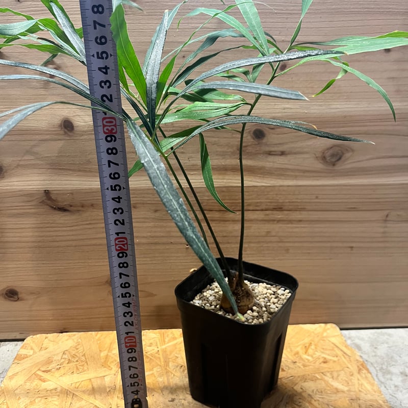 【お盆セール】サイカス・デバオエンシス ② / ソテツ 希少 レア 入手困難 お盆セール】サイカス・デバオエンシス ② / ソテツ 希少 レア