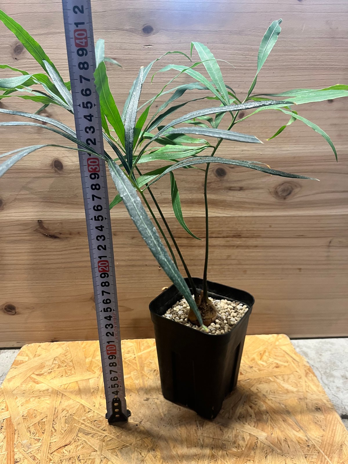 サイカス デバオエンシス | GREEN LUCK