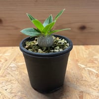 アガベ チタノタ レッドキャットウィーズル 'ゴリ猫' | GREEN LUCK アガベ チタノタ レッドキャットウィーズル 'ゴリ猫' | GREEN LUCK