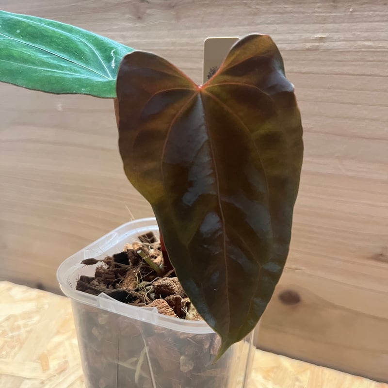 アンスリウム ダーケストパナマ×ソウルリーパー | GREEN LUCK