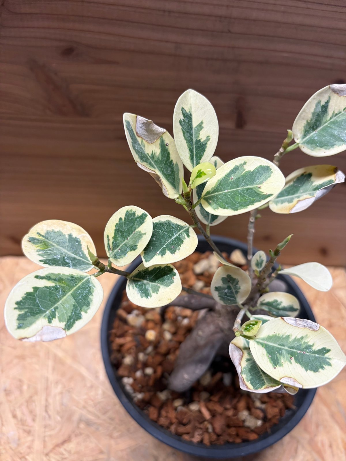 パンダガジュマル 斑入り | GREEN LUCK