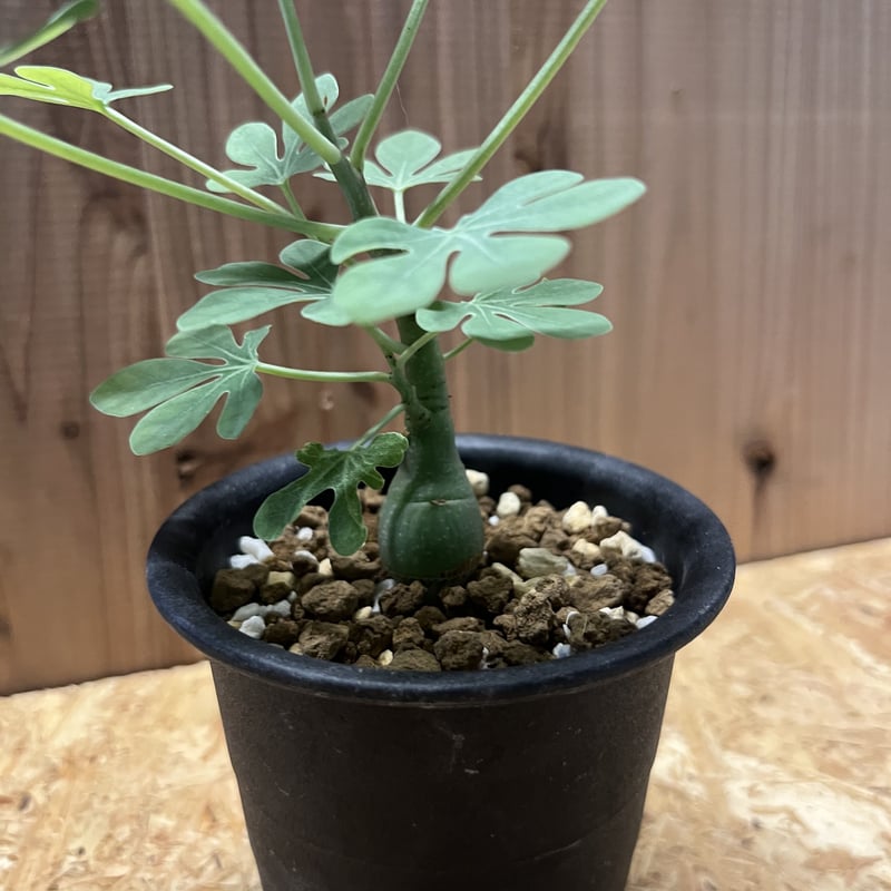 アデニア グラウカ | GREEN LUCK