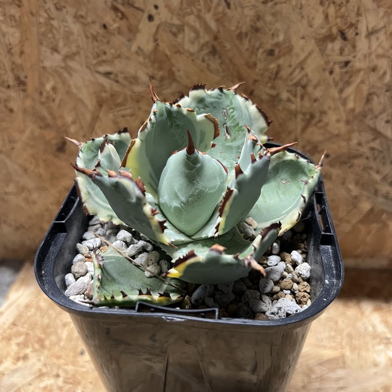 アガベ カブトガニ錦 連棘タイプ | GREEN LUCK