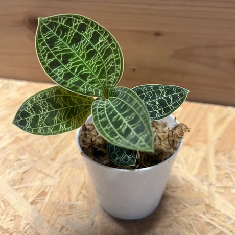 ジュエルオーキッド　マコデスペトラ