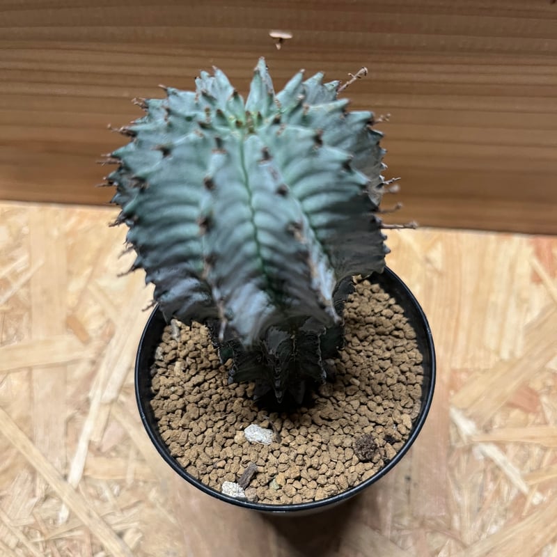 ユーフォルビア ホリダ | GREEN LUCK