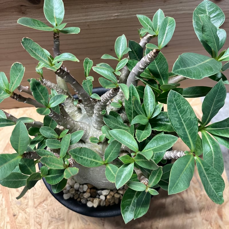 アデニウム アラビカム | GREEN LUCK