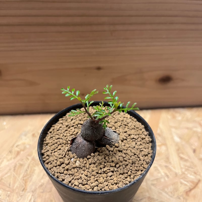 オペルクリカリア パキプス 根差し | GREEN LUCK