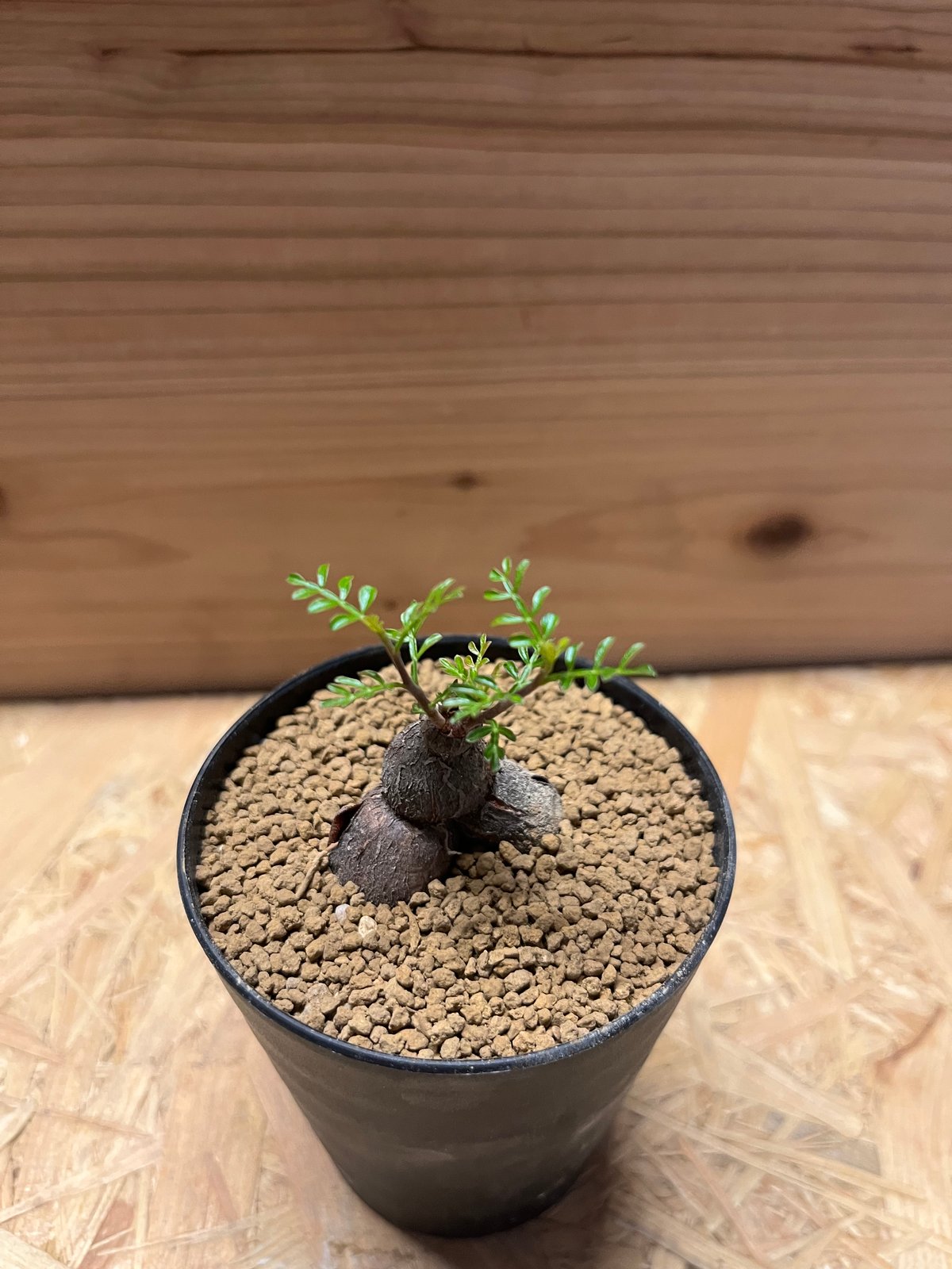 オペルクリカリア パキプス 根差し | GREEN LUCK