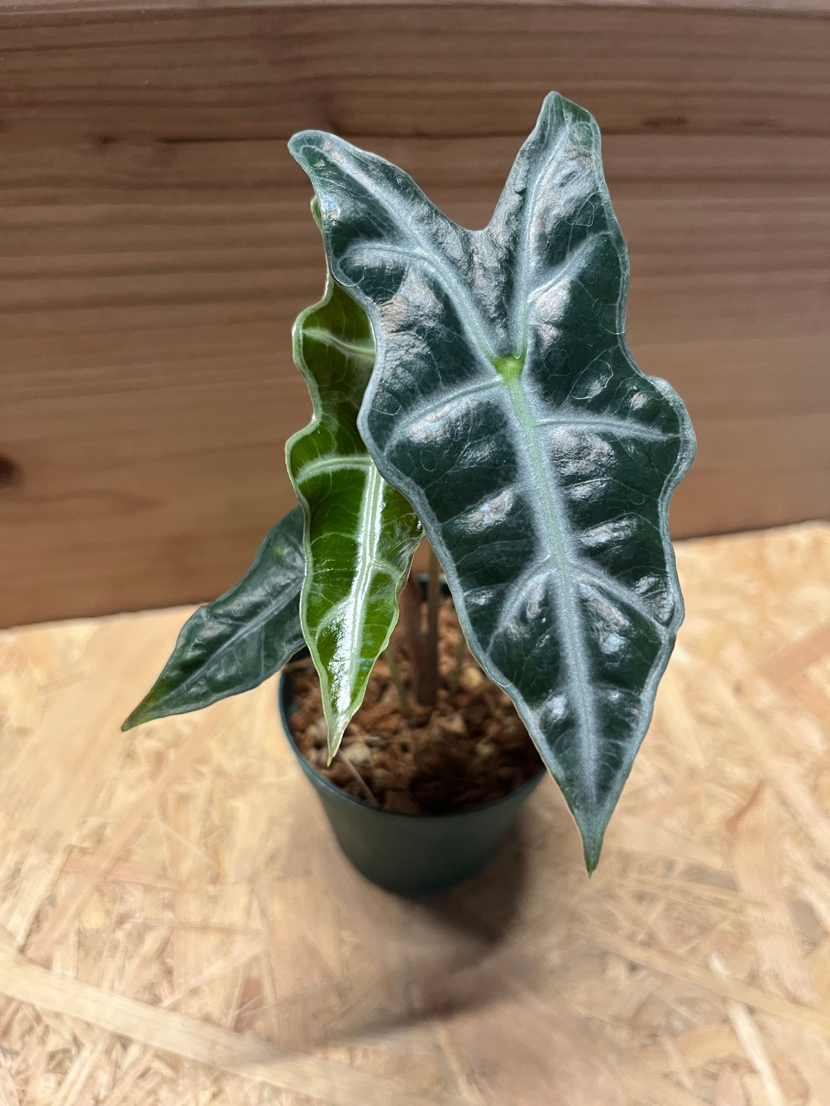 【レア選抜】アロカシア サンデリアナ　ノビリス　斑入り サンデリアナ ノビリス♡アロカシア♡観葉植物♡インテリア アート