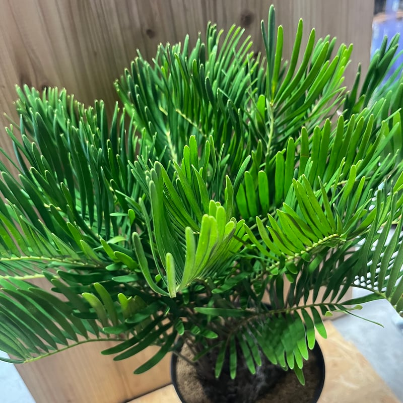 ザミア フロリダーナ | GREEN LUCK