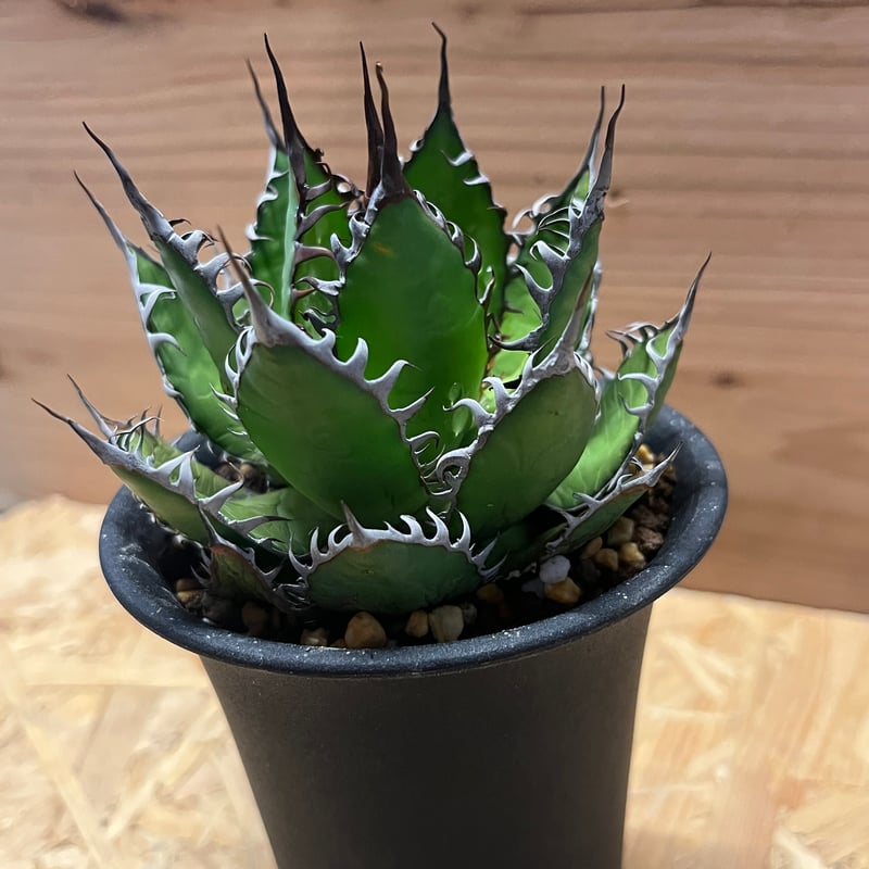 アガベ ホリダ 多肉植物 n18 アガベ ホリダ 多肉植物 n18 アガベ ホリダ | 日本ライン花木