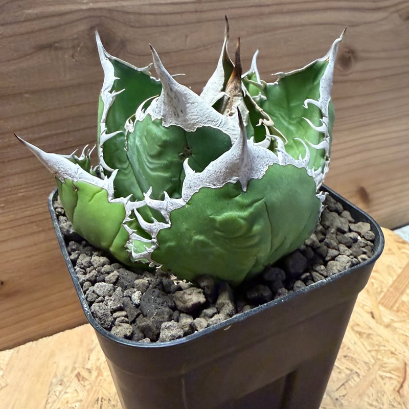 アガベ オテロイ オアハカ | GREEN LUCK