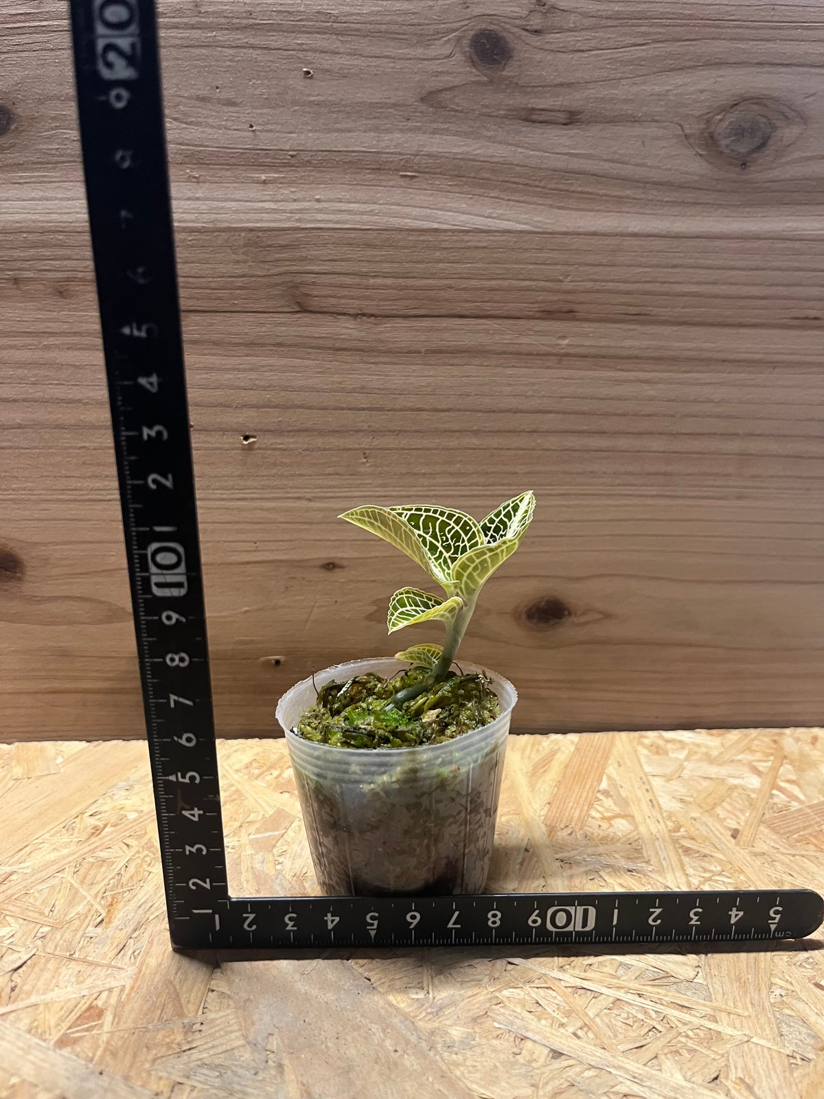 アネクトキルス ローズゴールド | GREEN LUCK