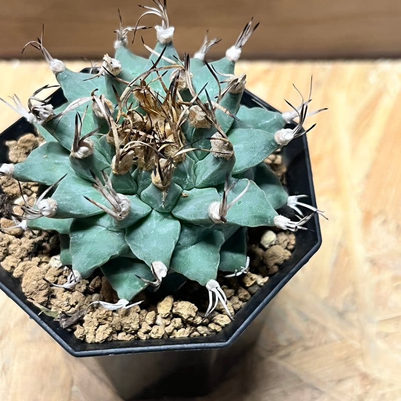 アロンソイ　ツルビニカルプス　国内実生　8.5センチ アロンソイ ツルビニカルプス 国内実生 8.5センチ サボテン 観葉植物