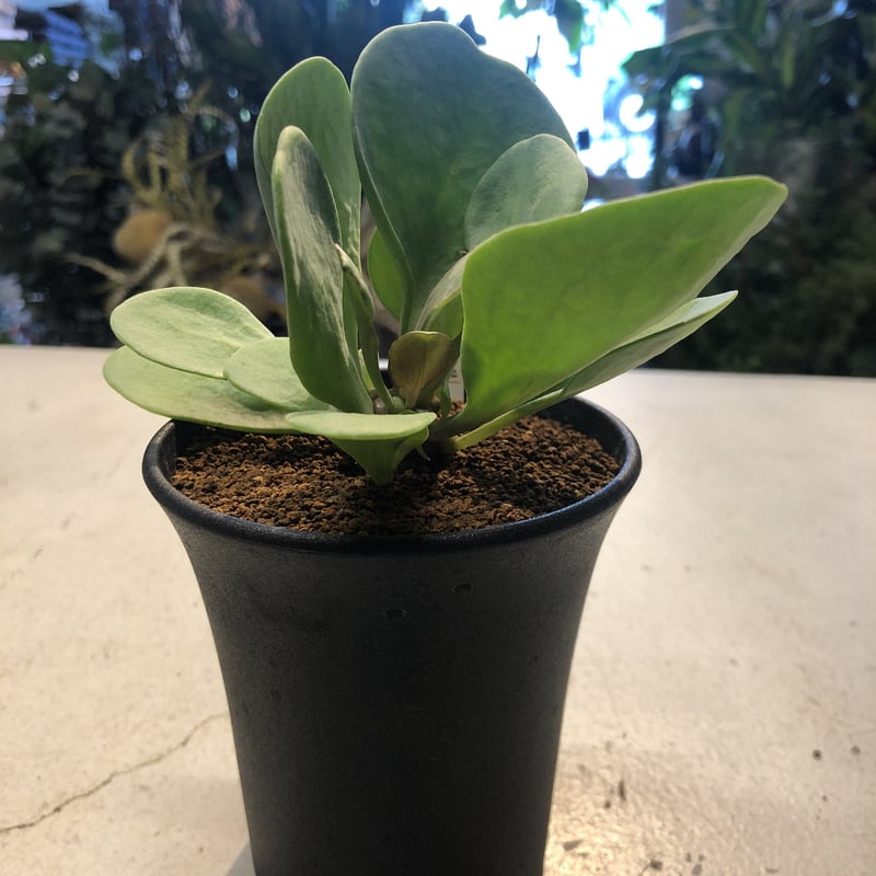 オトンナ アルミアナ 実生 | GREEN LUCK