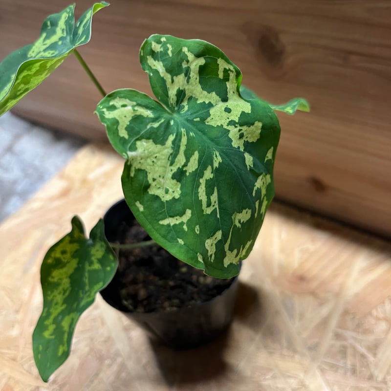 その他観葉植物 HIRO カラジューム ヒロビューティー | GREEN LUCK
