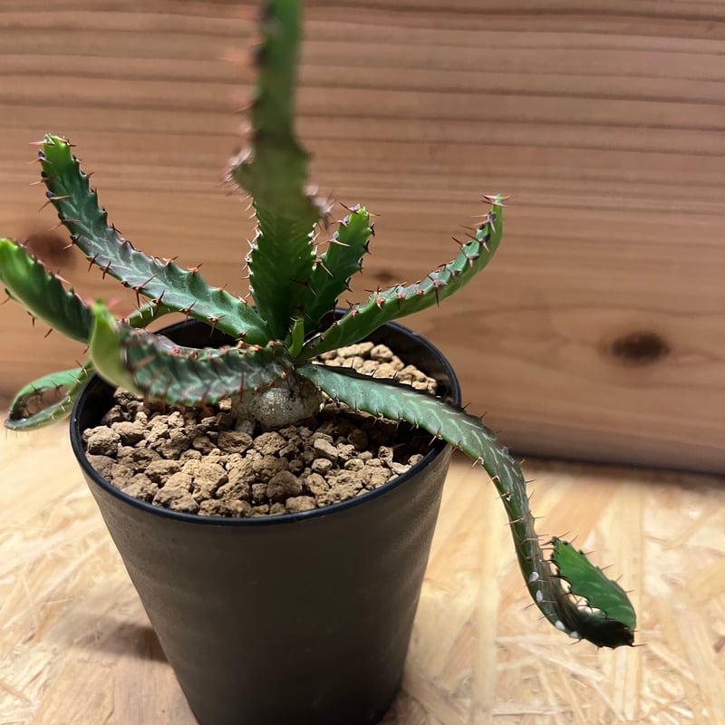 ユーフォルビア ステラータ 飛竜 | GREEN LUCK