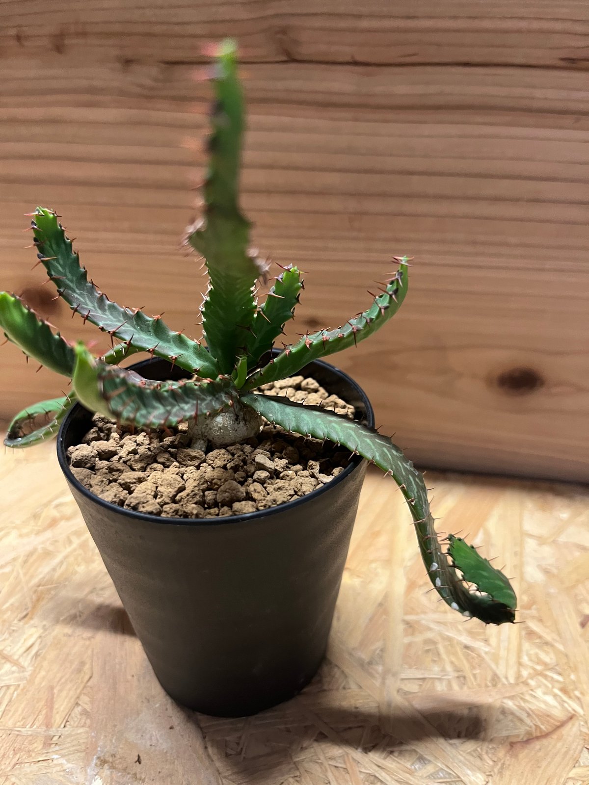 ユーフォルビア ミクラカンサ 怒竜頭 実生 ユーフォルビア ミクラカンサ＃01 | BIZARRE GREEN