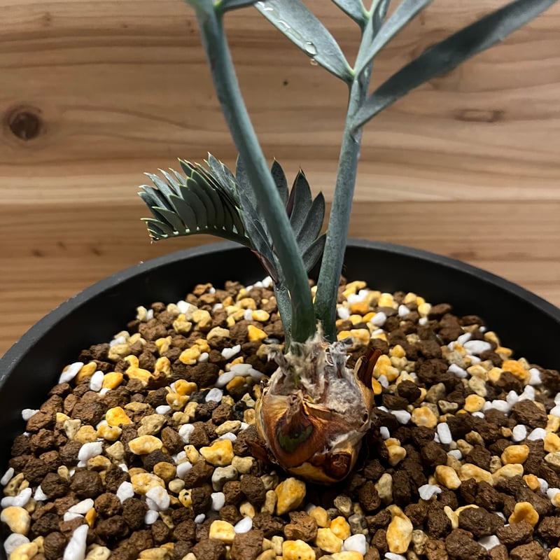 エンセファラルトス　レーマニー Encephalartos lehmannii エンセファラルトス・レーマニー Encephalartos lehmannii 10号