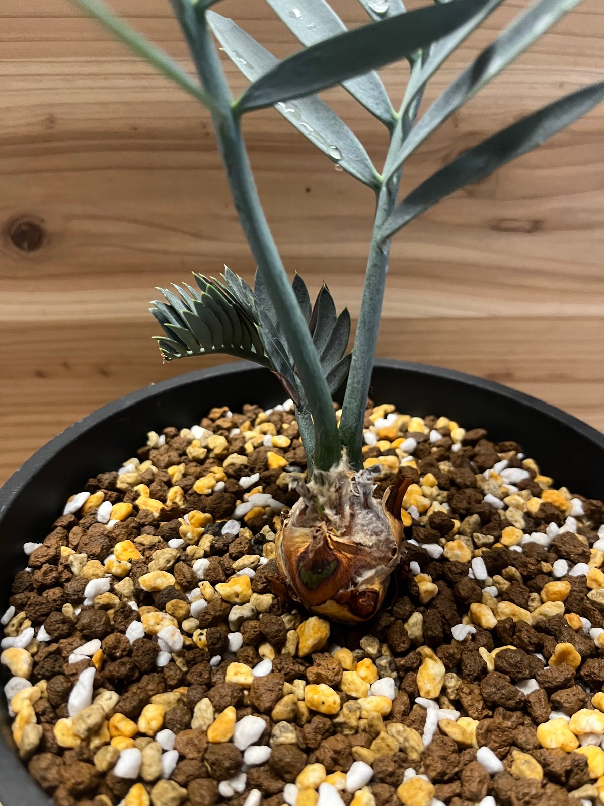 エンセファラルトス　レーマニー Encephalartos lehmannii fit=scale-down,w=1200